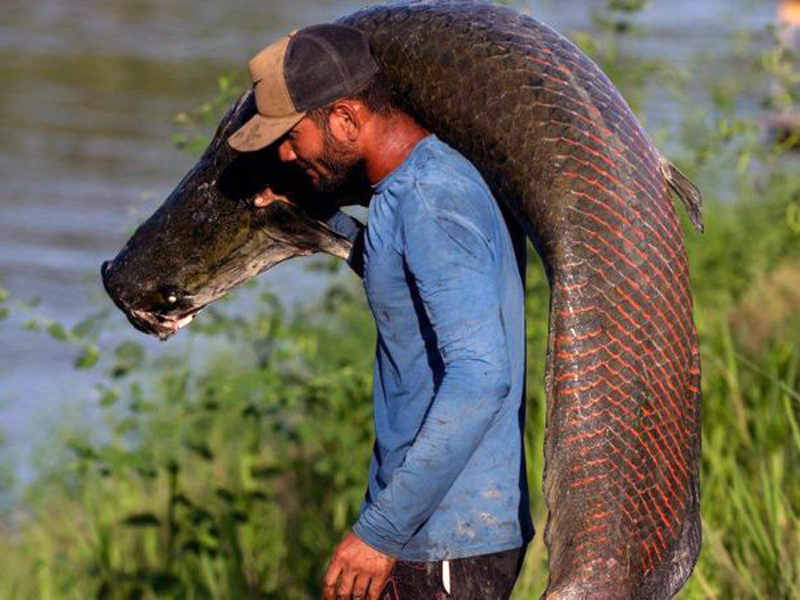 El pez invasor de 200 kilos que se alimenta de pirañas y avanza implacable por la Amazonía