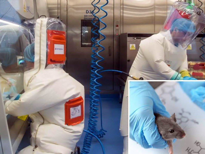 Científicos chinos crean cepa mutante del coronavirus que afecta al cerebro