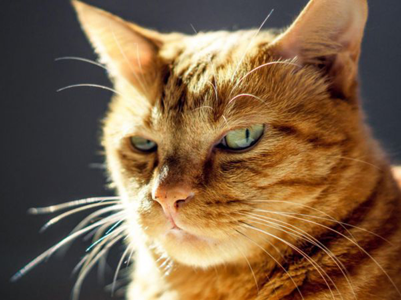Por qué los gatos extinguen más especies que cualquier otro depredador 