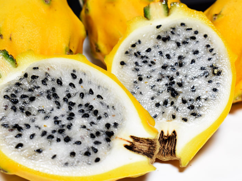 Sector productivo de pitahaya exige regulación y normativa para contrarrestar la estafa a productores