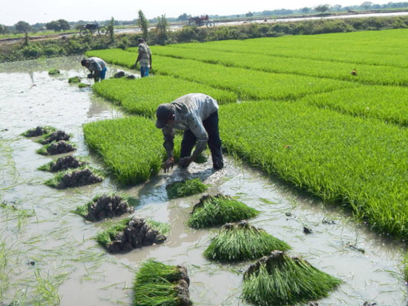 Ecuador corre peligro de sufrir escasez de arroz a corto plazo