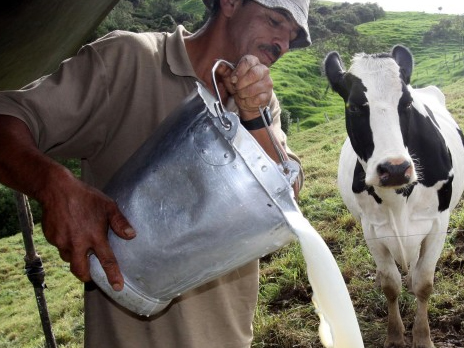 Frente al brote de gripe aviar, expertos recomiendan priorizar la pasteurización de productos lácteos
