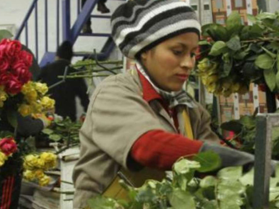 Los claveles ecuatorianos no tienen restricciones de Rusia