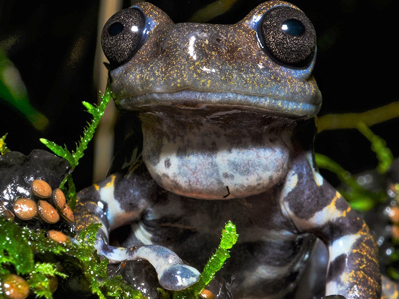 Guía detalla la exuberante riqueza de ranas y sapos de los ecosistemas altoandinos del Carchi
