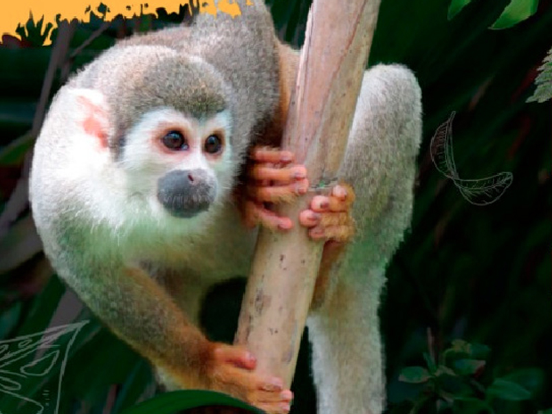 Ecuador presenta la campaña ‘Alto al tráfico de vida silvestre’