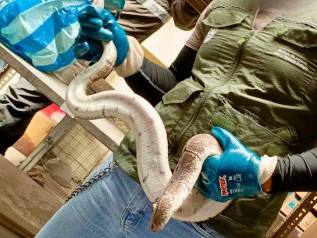 Al menos 700 animales fueron rescatados del tráfico ilegal en Ecuador durante 2023