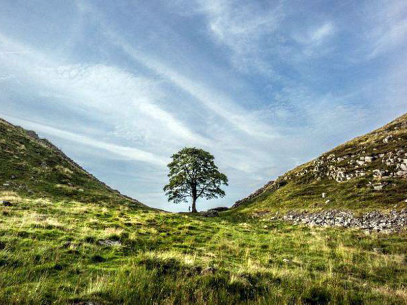 Cómo logró revivir en un sitio secreto el icónico ‘árbol de Robin Hood’ vandalizado el año pasado en Reino Unido