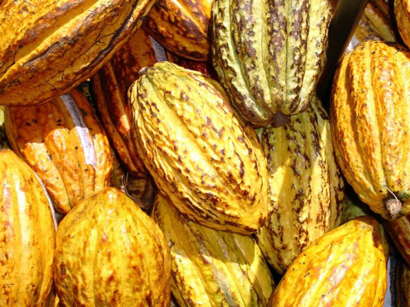 Precio de la tonelada métrica de cacao supera los USD 11.000