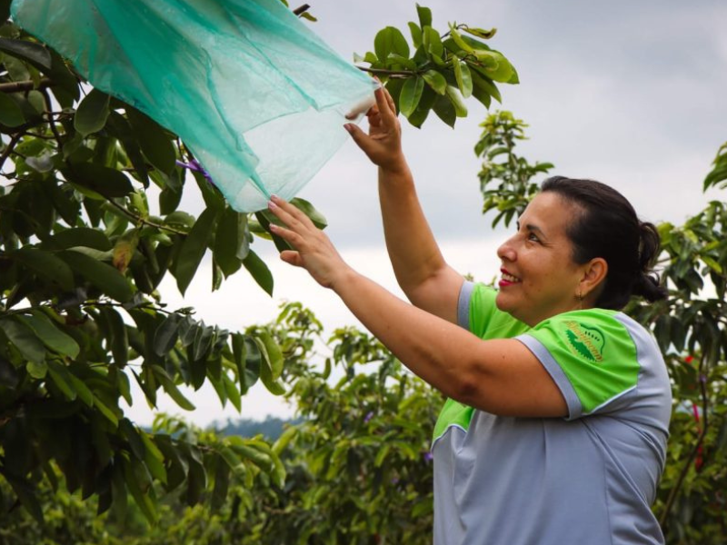 Banano ecuatoriano ya llegó a China con menos aranceles por acuerdo comercial