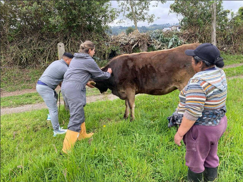 Ejecutan campañas de desparasitación y vitaminización de 2.140 animales en Cotopaxi