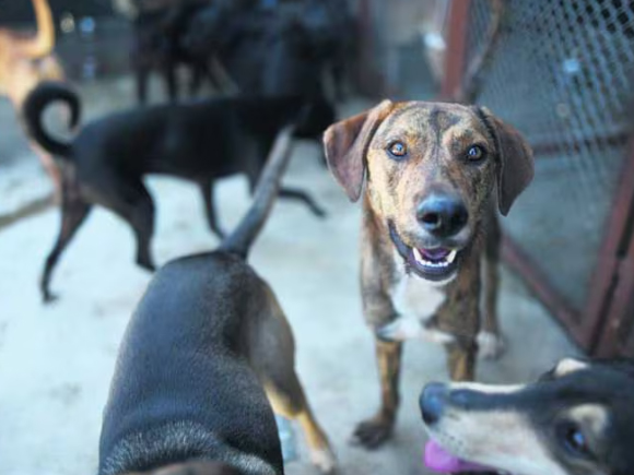 Alcaldía de Guayaquil habilita un sitio web para adoptar perros y gatos