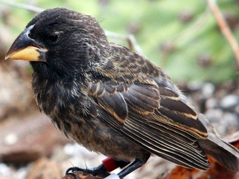 510 pinzones son liberados en su hábitat como parte del Proyecto de Restauración Ecológica de Floreana en Galápagos