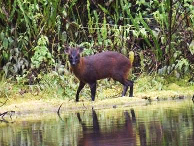 Pudú de la yunga: el hallazgo en Perú de una nueva especie de mamífero