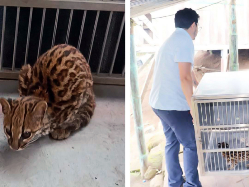 Rescatados un tigrillo y dos guatusas en una casa en Cotacachi