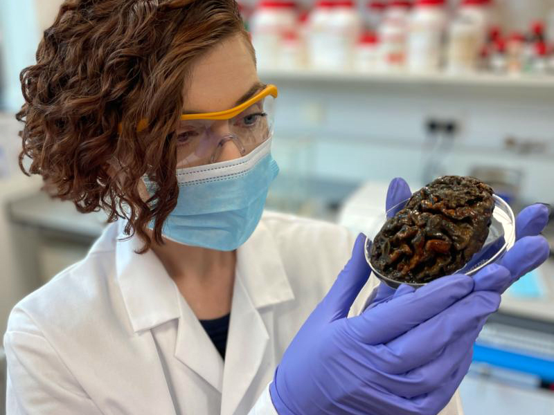 El misterio de los cerebros que se han preservado durante miles de años de forma natural