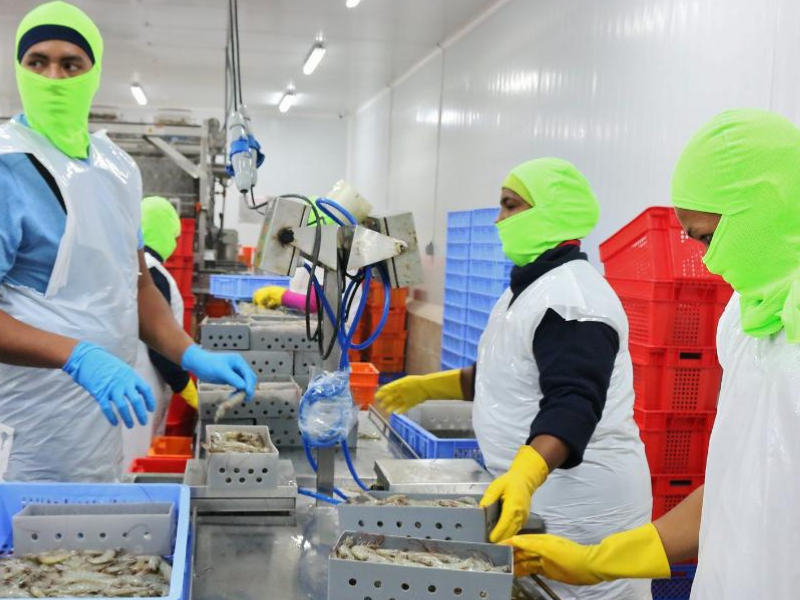 China levantó suspensión para la exportación de camarón ecuatoriano