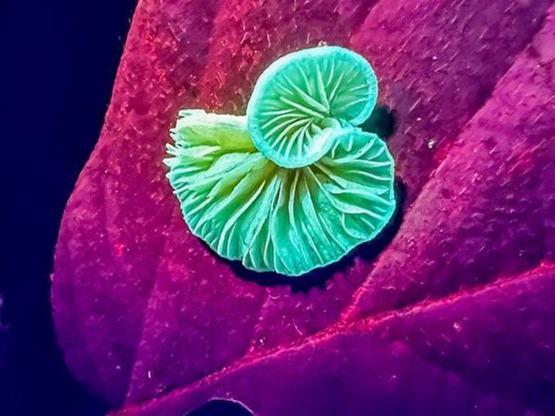 Las increíbles imágenes de un bosque reveladas gracias a los rayos ultravioletas