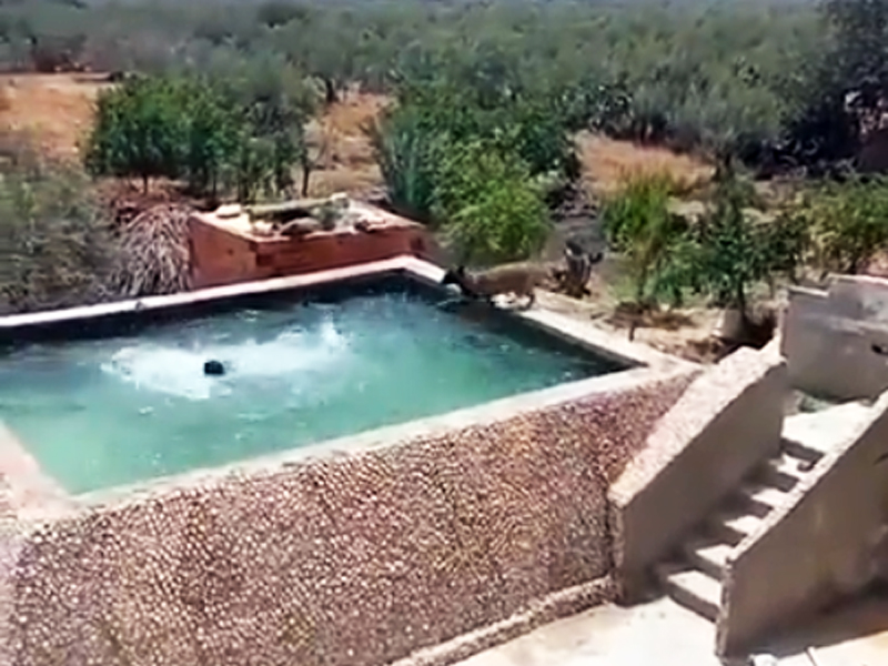 Perro se lanza a una piscina para rescatar a su humano