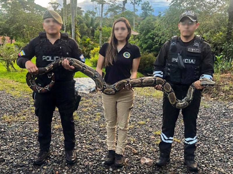 Sentenciado por tenencia de fauna silvestre y de armas de fuego