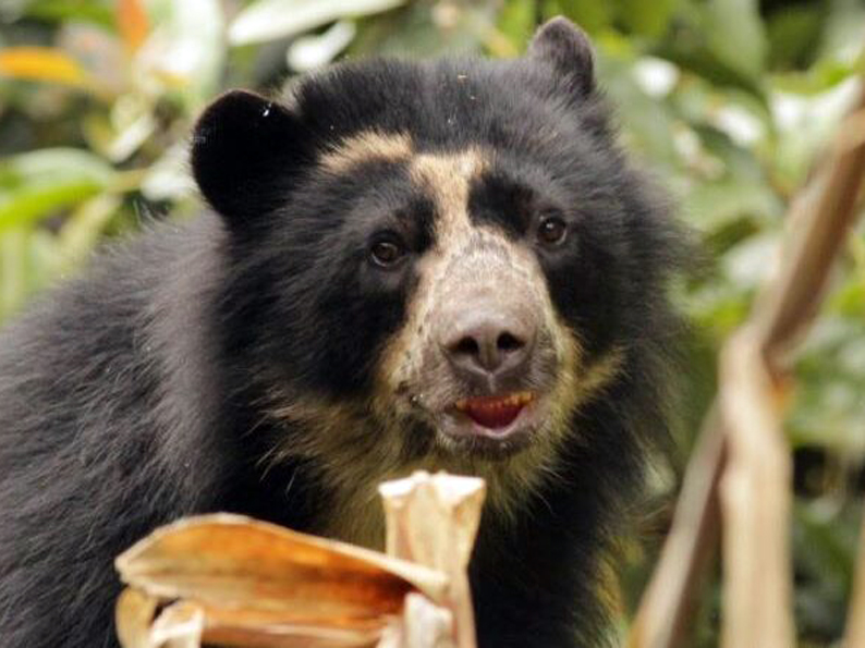 Tupak: un caso que alerta sobre la situación de la fauna silvestre