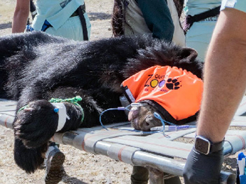 Oso andino Tupak regresa a su hábitat natural, en el Parque Nacional Cayambe Coca