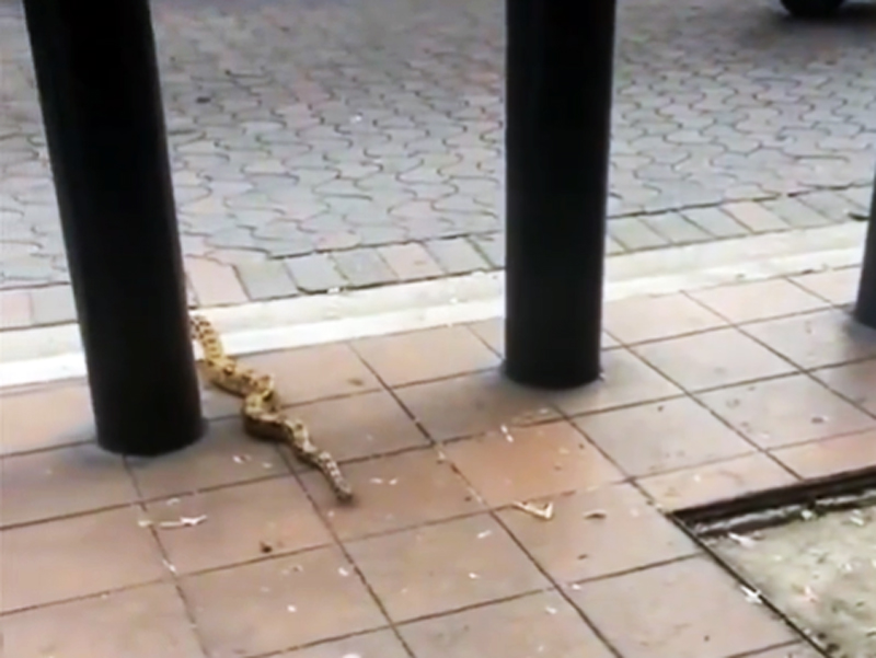 Una boa fue rescatada en el centro de Guayaquil