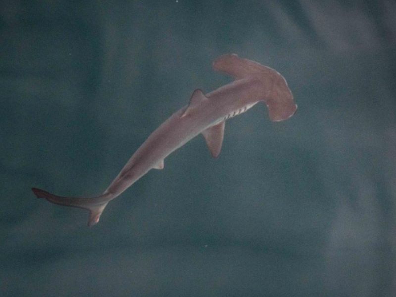Posible nueva guardería de tiburones martillo es descubierta en la Isla Isabela, Galápagos