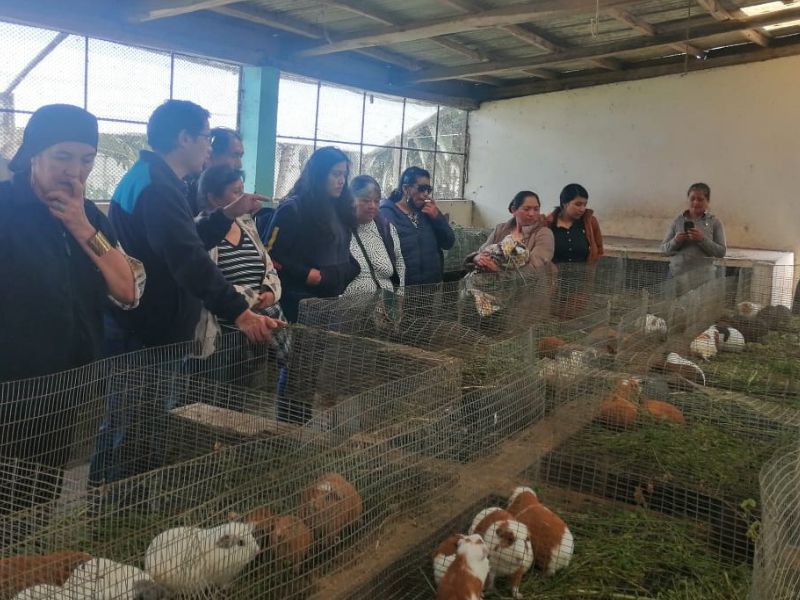 Productoras de seis provincias se capacitan en crianza de cuyes