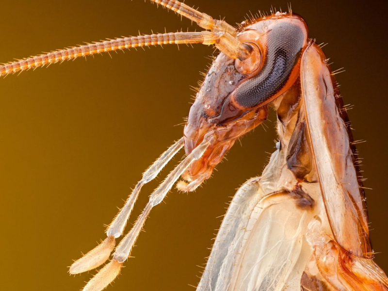 Cómo las cucarachas alemanas conquistaron el mundo