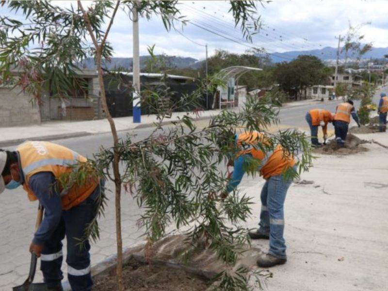 Quito tendrá 30.9 km de corredores verdes urbanos en este 2024