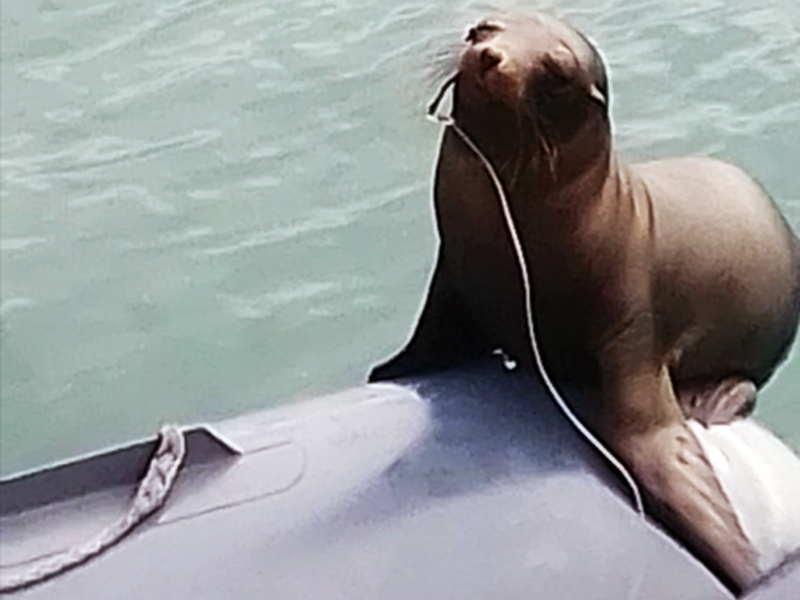 Rescatan a lobo marino herido con anzuelo en Galápagos