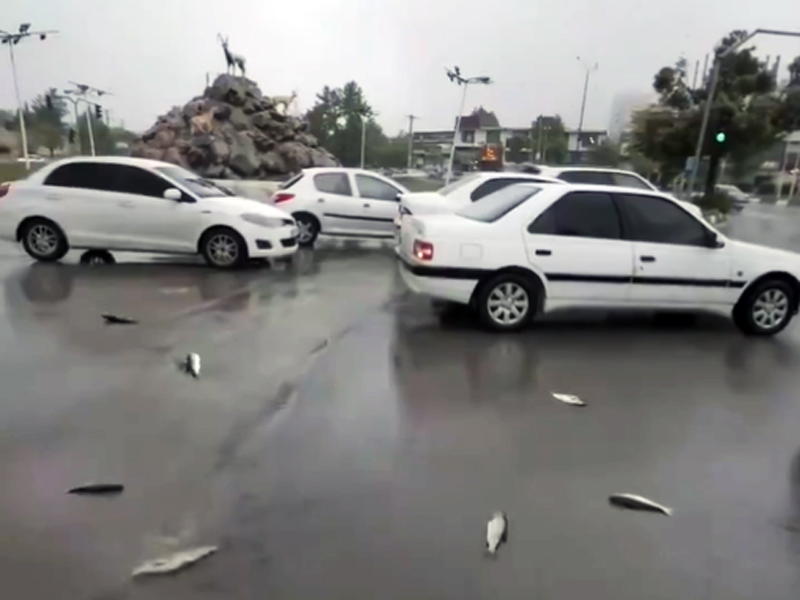 Video capta una ‘lluvia de peces’ en Irán