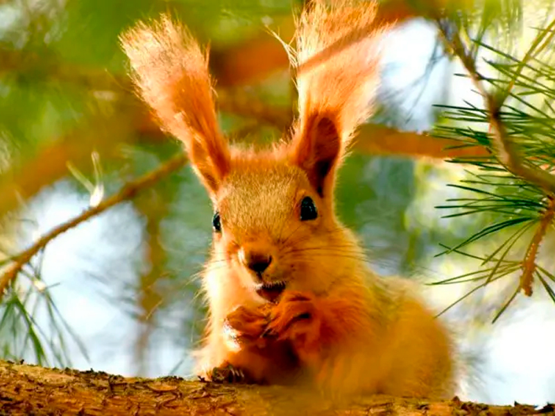 ¿Los animales tienen conciencia?: la nueva evidencia que marca un «cambio radical» en lo que sabemos sobre su comportamiento