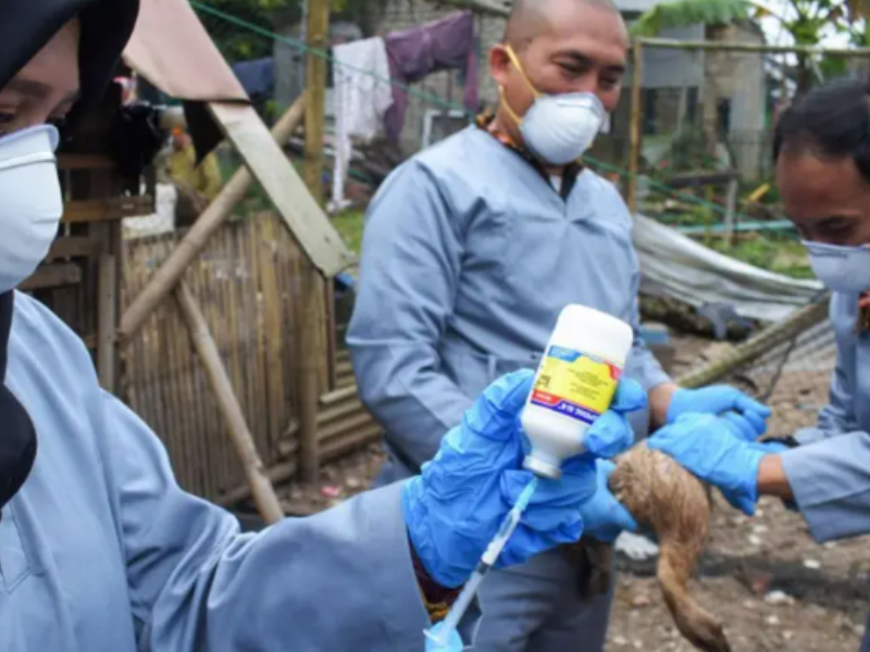 5 claves para entender qué es la gripe aviar y cómo se extendió por el mundo