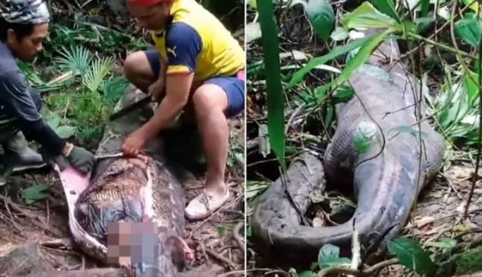 Mujer es devorada por una serpiente pitón en Indonesia